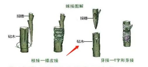 行業(yè)洞察 | 被忌憚的“私域流量”，中國亞馬遜賣家的“品牌軟骨癥”